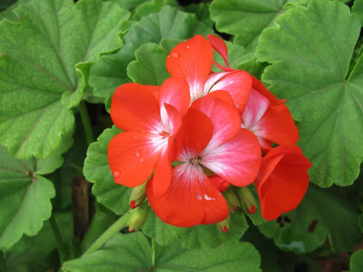 フリー写真画像 自然 植物 葉 植物 赤い花 ハーブ 庭 園芸