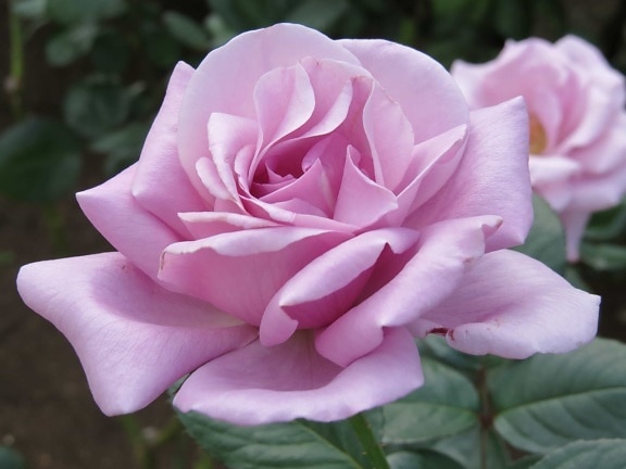сад nmacro Роуз, Пелюстка, природа, листя, флора, квітка, заводу, рожеві