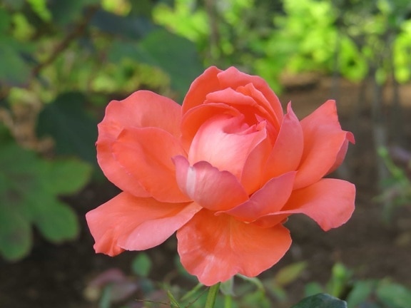 Flora rose, list, príroda, kvet, Záhrada, rastlín, okvetné lístok ružový