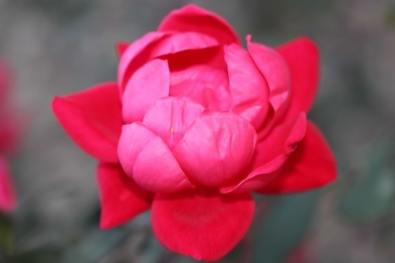 Rose, příroda, flora, květ, okvětní lístek, růžová, rostlina