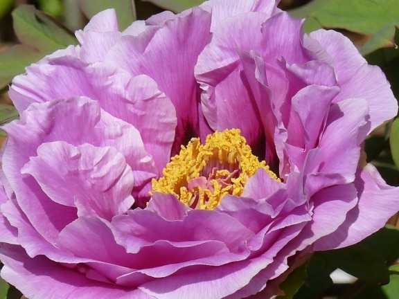 กลีบ ฟลอรา ดอกไม้ ธรรมชาติ พืช สีชมพู เดนดร อน สวน