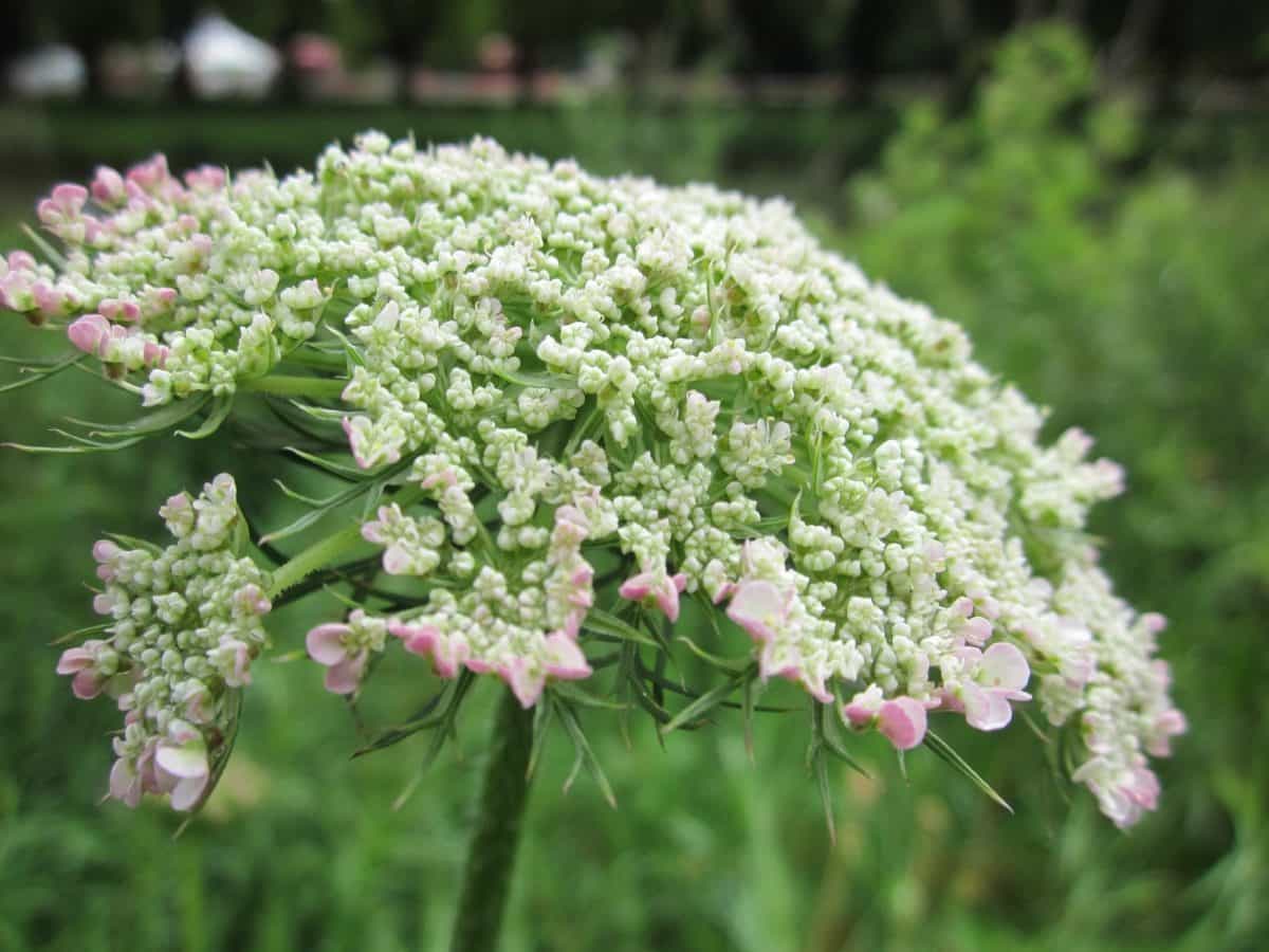 花、夏、自然、植物、庭、ハーブ、植物、花