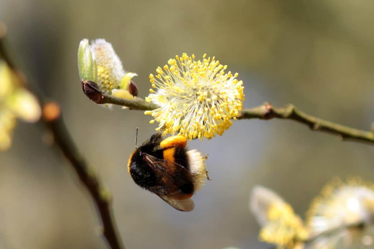 flower, insect, bumblebee, flora, nature, tree, branch, arthropod, willow