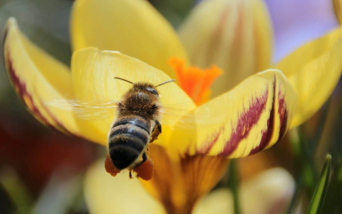 pollen, bee, insect, flower, nature, arthropod, invertebrate