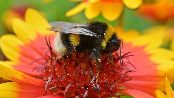 flor, abelha, inseto, pólen, natureza, verão, artrópodes, invertebrados