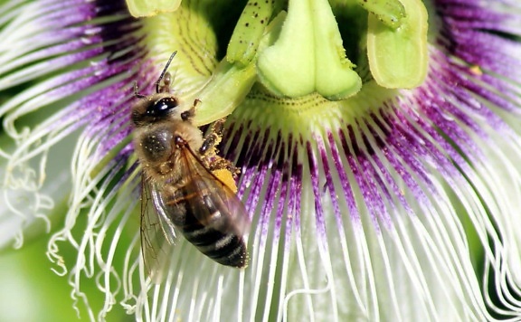 virágpor, virág, természet, méh, rovar, növény, növény, színes, makró