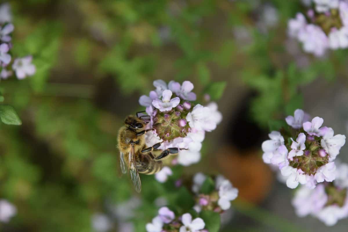 ฤดูร้อน ธรรมชาติ ฟลอรา แม แมลง ผึ้ง ดอกไม้ สมุนไพร พืช ดอก