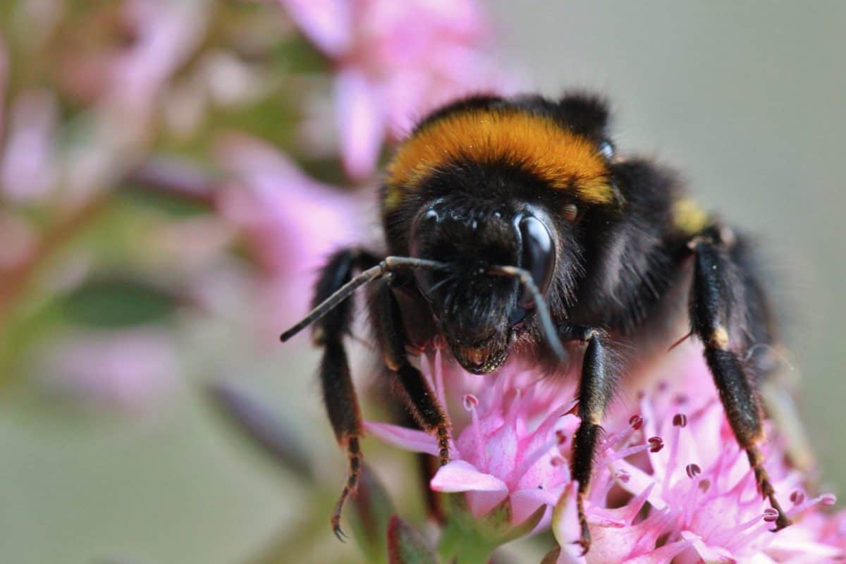 Bee pollen, darázs, természet, beporzás, rovar, virág