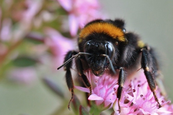 蜂、花粉、バンブルビー、自然、受粉、昆虫、花