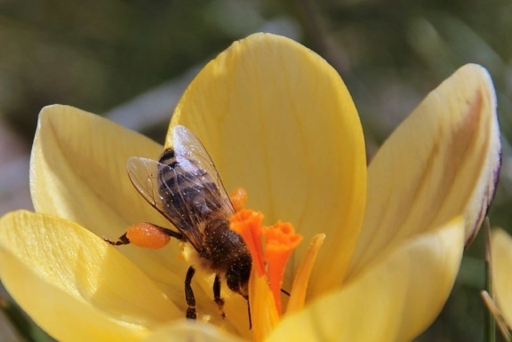 insekt, sommar, pollen, blomma, biet, naturen, kronblad, leddjur