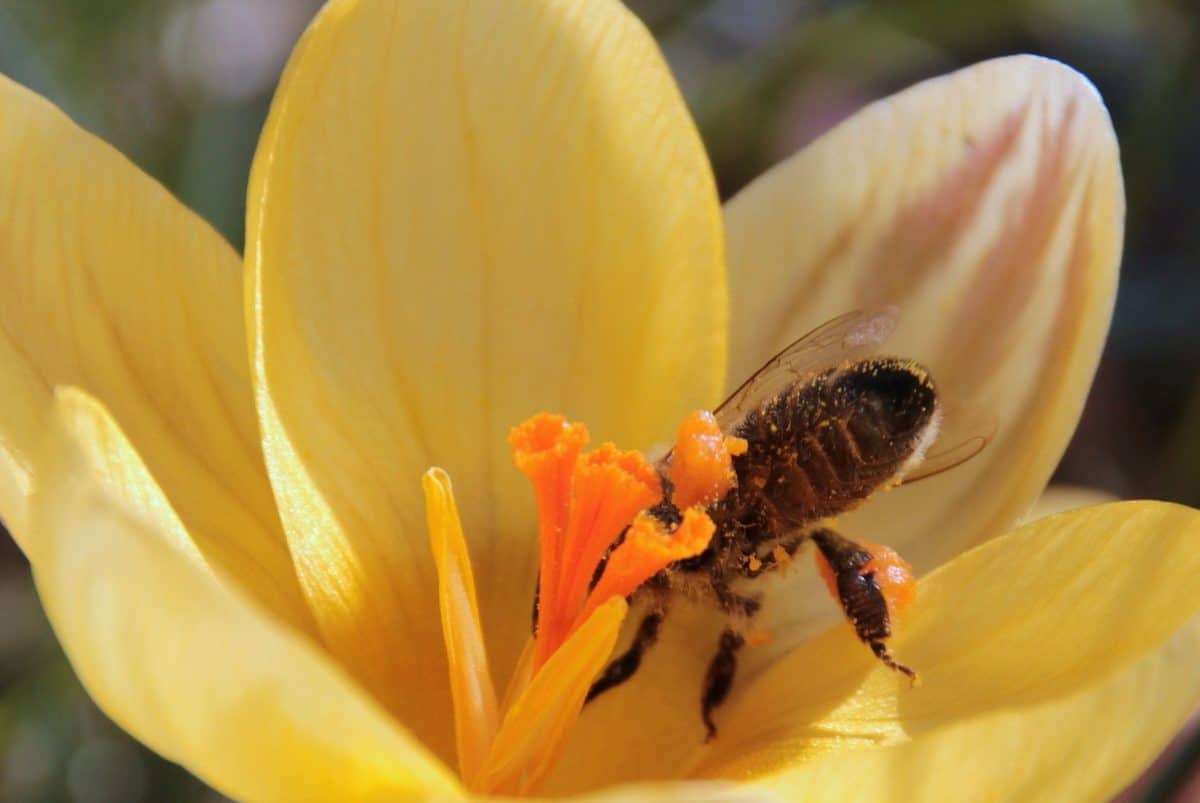 цвете, пчела, макро, насекоми, природа, венчелистче, растения, Градина, флора