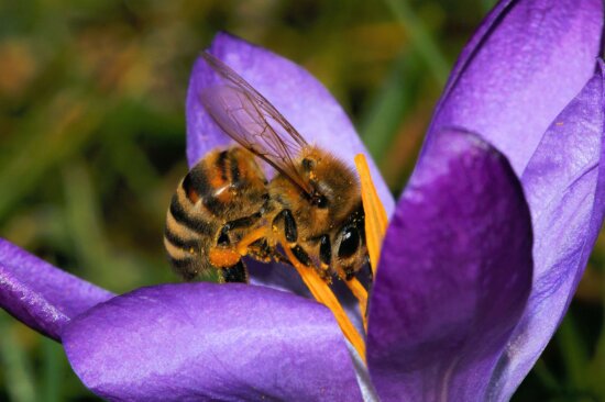 bee, macro, pollen, flower, insect, nature, garden, summer, flora, herb, plant