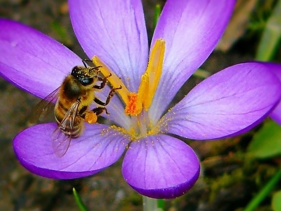 summer, bee, flora, insect, pollen, nature, garden, flower