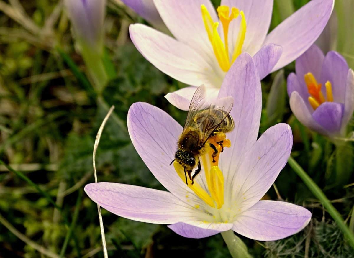 пчела, природа, венчелистче, Градина, цветя, лятото, флора, насекоми
