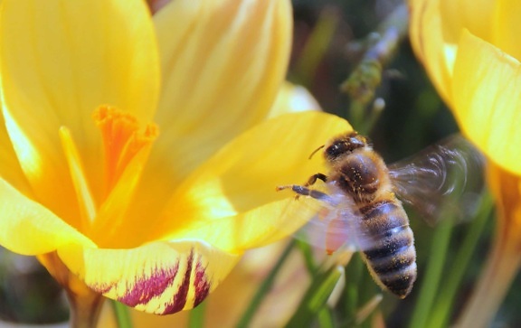 natur, pollen, insekt, bi, blomst, leddyr, hvirvelløse