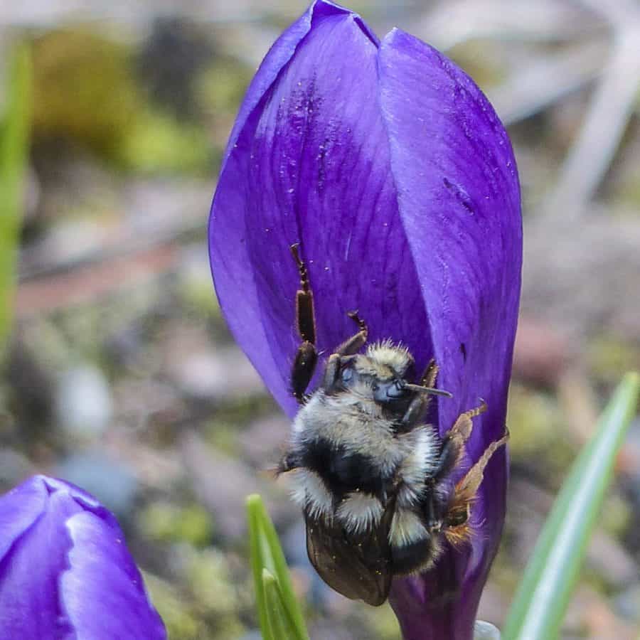 Bumblebee kesä, kukka, siitepöly, Internet, hyönteinen, luonto flora