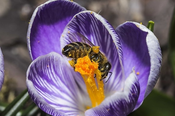 insect, bee, nectar, pollen, nature, flower, saffron, crocus, blossom