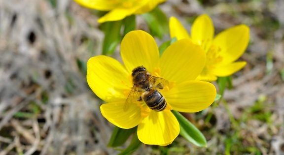 ธรรมชาติ ดอกไม้ เกสร ฤดูร้อน สวน ดอกไม้ ผึ้ง แมลง