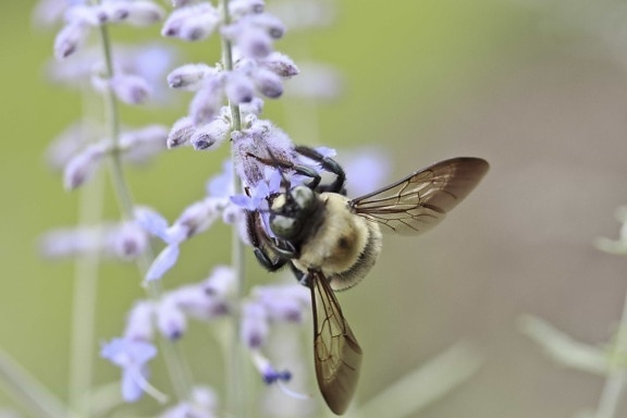 昆虫、蜂、自然、ハーブ、植物、節足動物、庭、花
