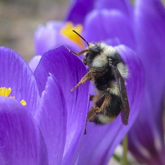 pollen, macro, Bourdon, nature, abeille, fleur, la pollinisation, insecte