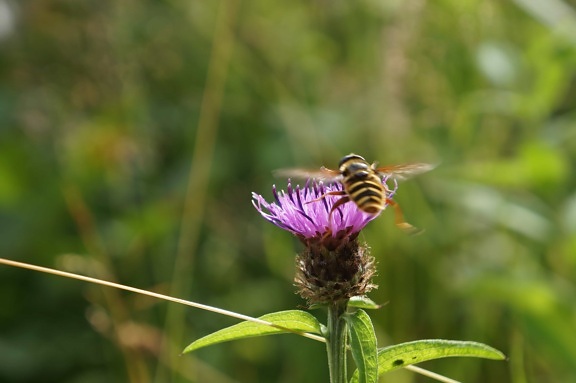 insect, leaf, nature, wild, bee, flora, summer, flower, herb, thistle, macro