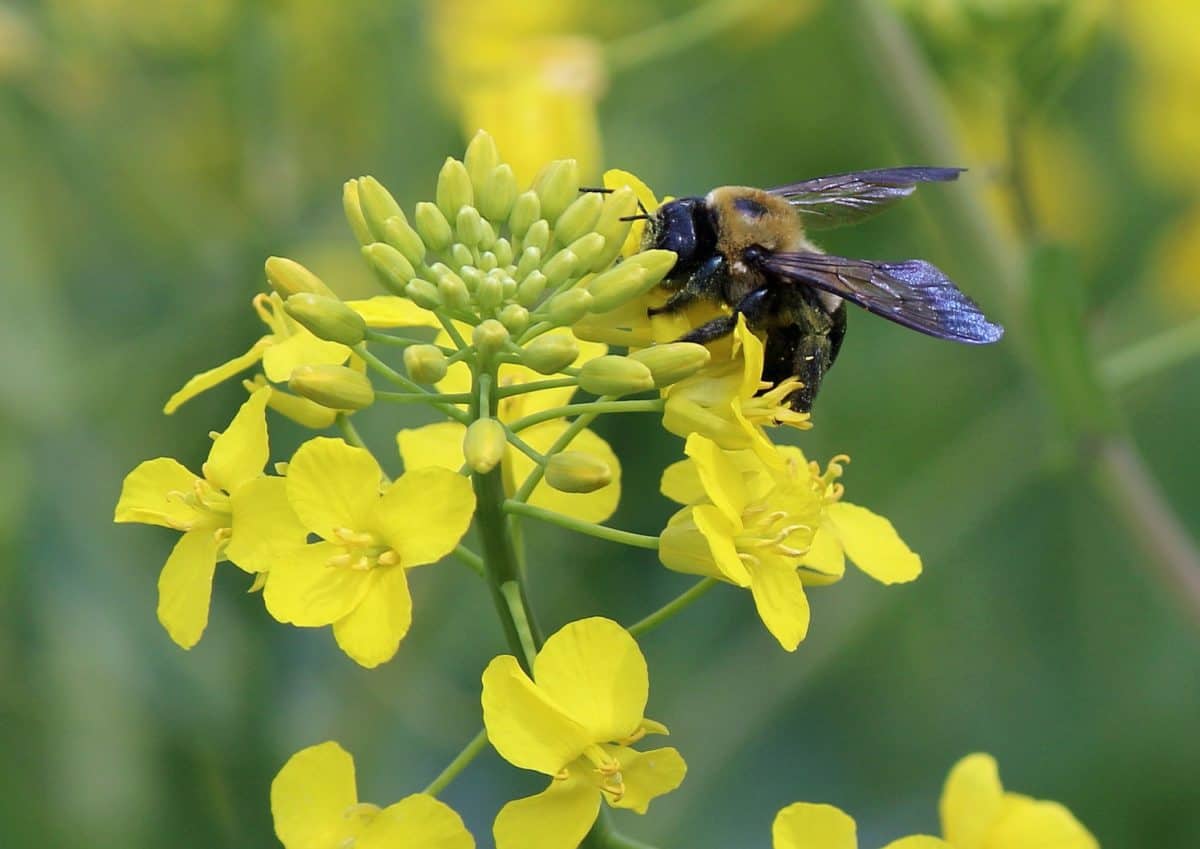 пыльца, пчела, макро, лето, природа, насекомое, рапса, травы, завод