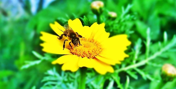 insekt, flora, bi, natur, sommer, pollen, blade, urt, blomst