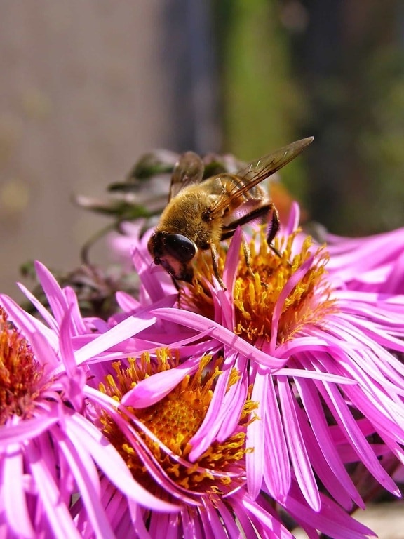 Flora, pollen, makro, nektar, sommar, natur, bee, insekt, blomma, ört