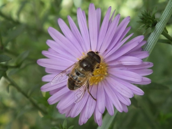 花粉、自然、昆虫、花、夏、植物、蜂、工場