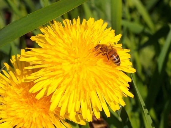 Bee, makro, sommar, natur, flora, blomma, insekt, växt, ört, Maskros