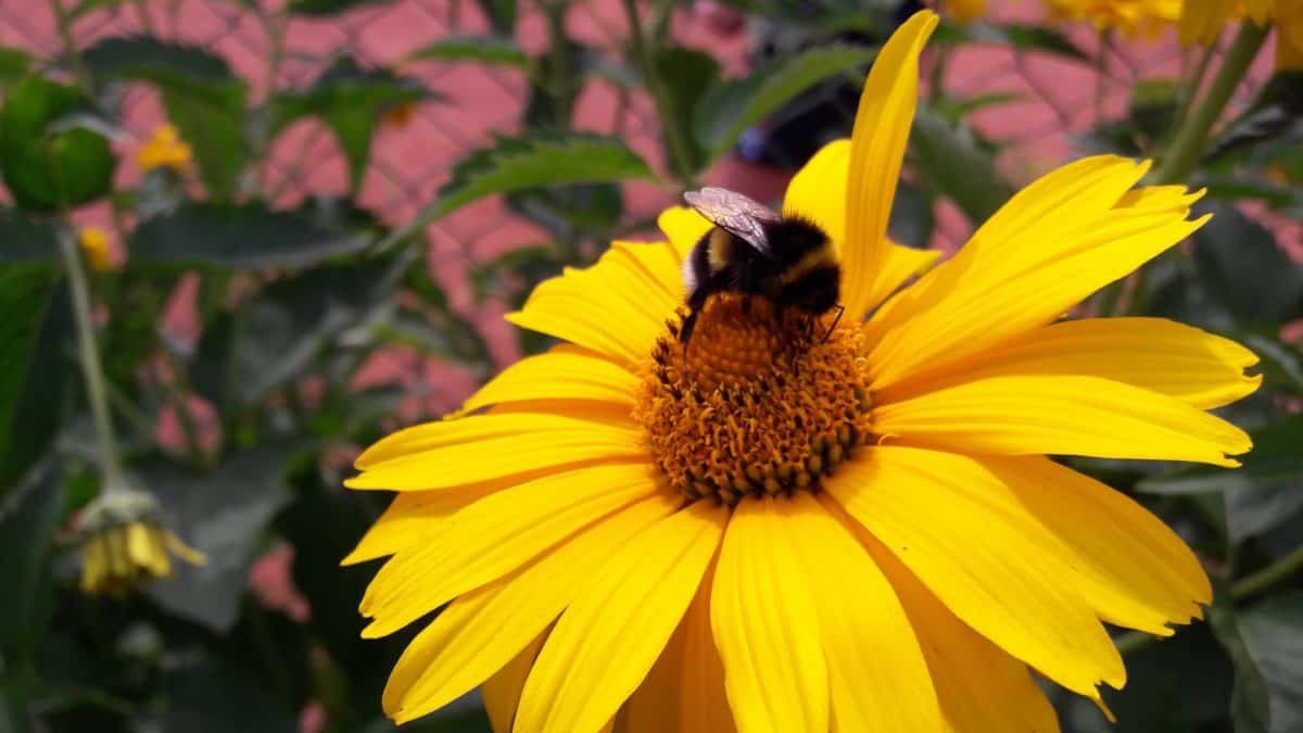 Flora, kwiat, ogród, lato, Pszczoła, pyłek, natura, makro, światło dzienne