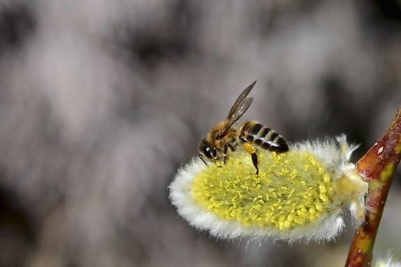 abeille, macro, détail, insecte, nature, arthropode, fleur, plantes, invertébrés
