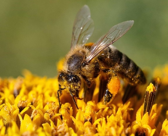 mettä, luonto, hyönteinen, makro, mehiläinen, siitepöly, mehiläinen, pölytys
