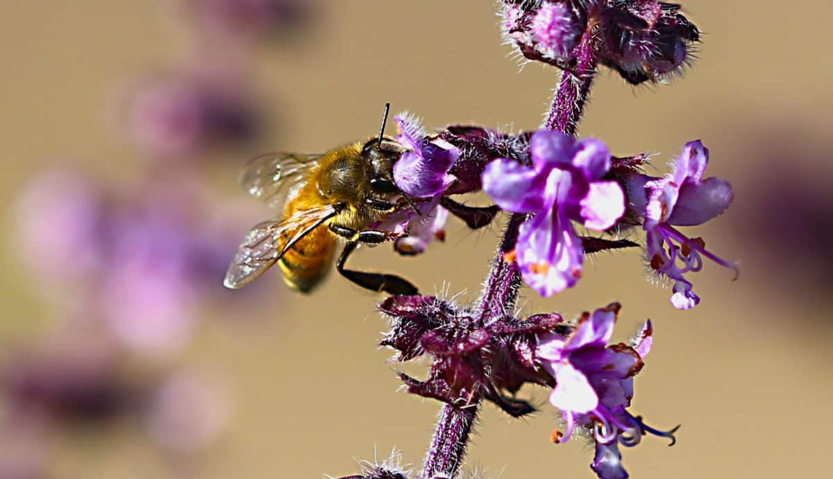 꿀벌, 꽃, 곤충, 자연, 허브, 식물, 야외, 매크로, 일광