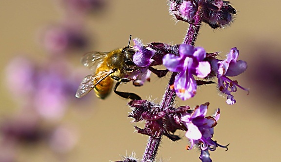 пчела, цветок, насекомое, природа, трава, растение, Открытый, макро, летнее