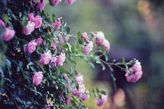 λουλούδι, φύση, Άγριο Τριαντάφυλλο, υποκατάστημα, δέντρο, φύλλα, χλωρίδα, καλοκαίρι, Κήπος