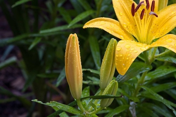 ลิลลี่ แมโคร ดิว ฝน ดอกไม้ ฤดูร้อน ใบ ธรรมชาติ พืช พืช สวน กลีบ