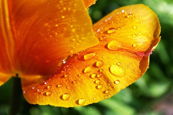 Rosy dážď Záhrada, flóra, kvetina, prírody, leaf, bylina, rastlín, organizmu