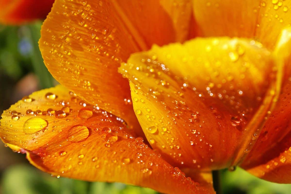 花, 植物, 叶子, 湿气, 自然, 露水, 雨