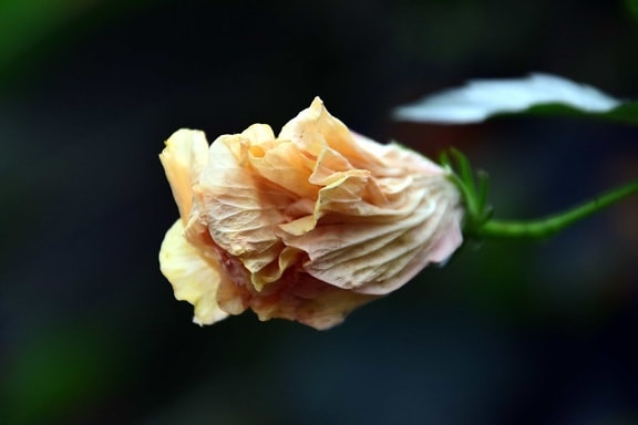 φύση, φύλλο, λουλούδι, Άγριο Τριαντάφυλλο, μακροεντολή, πέταλο