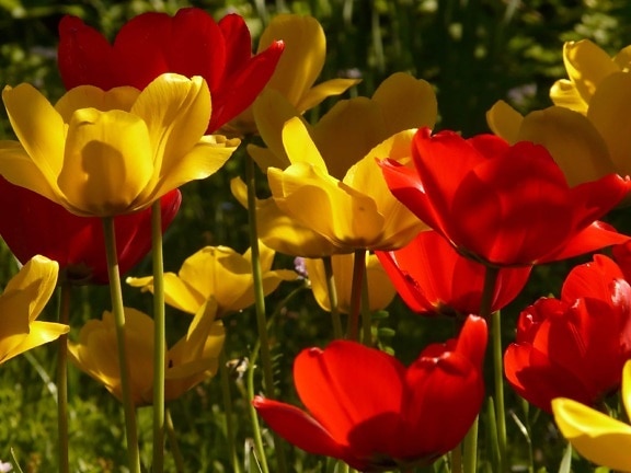 blomma, flora, sommar, trädgård, natur, blad, tulip, växt