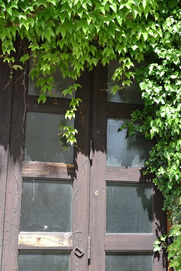 house, ivy, wood, architecture, outdoor, front door