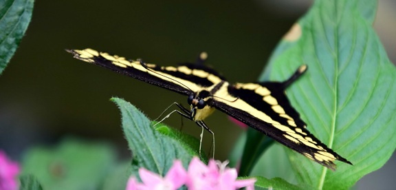 Природа комаха безхребетних, листя, Метелик, макрос
