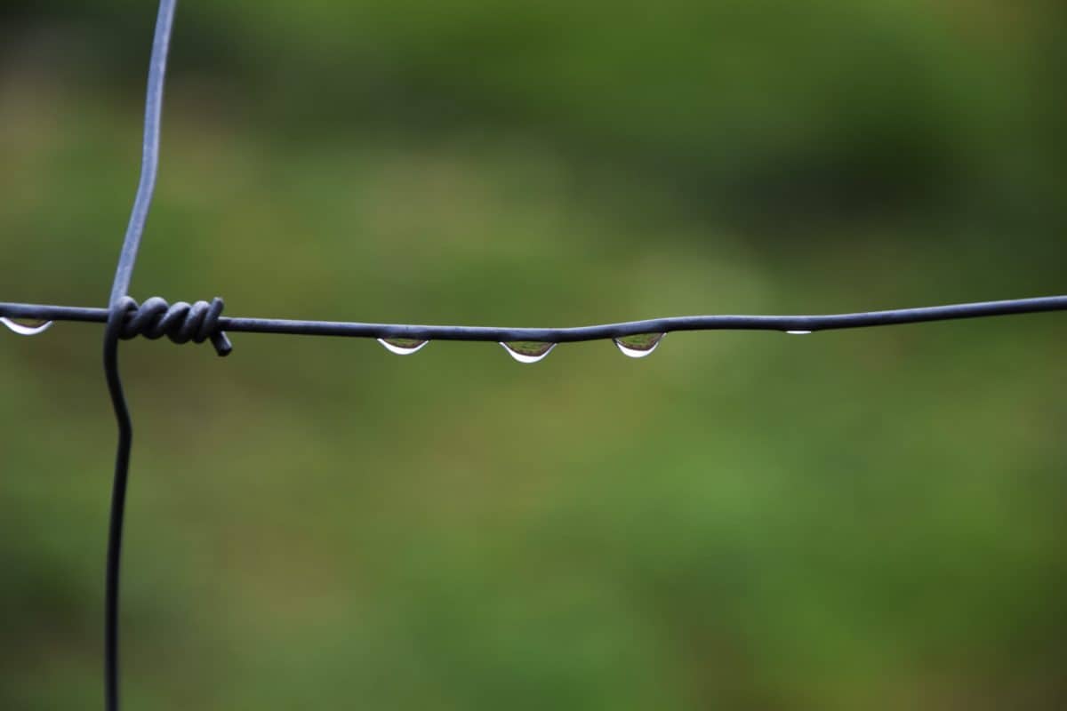 pigtråd, drop, regn, metal, metaltråd, hegn, dug