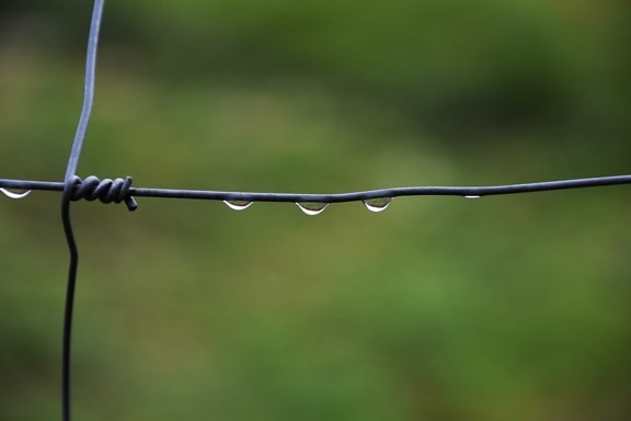 taggtråd, släppa, regn, metall, tråd, staket, dagg
