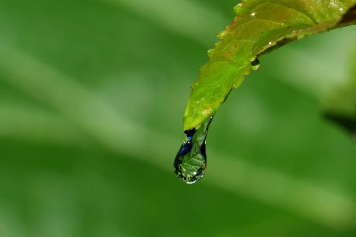 露水, 湿气, 宏观, 绿叶, 绿叶, 露水, 叶子, 自然, 雨, 森林