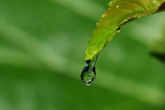 dew, moisture, macro, green leaf, green leaves, dew, leaf, nature, rain, forest