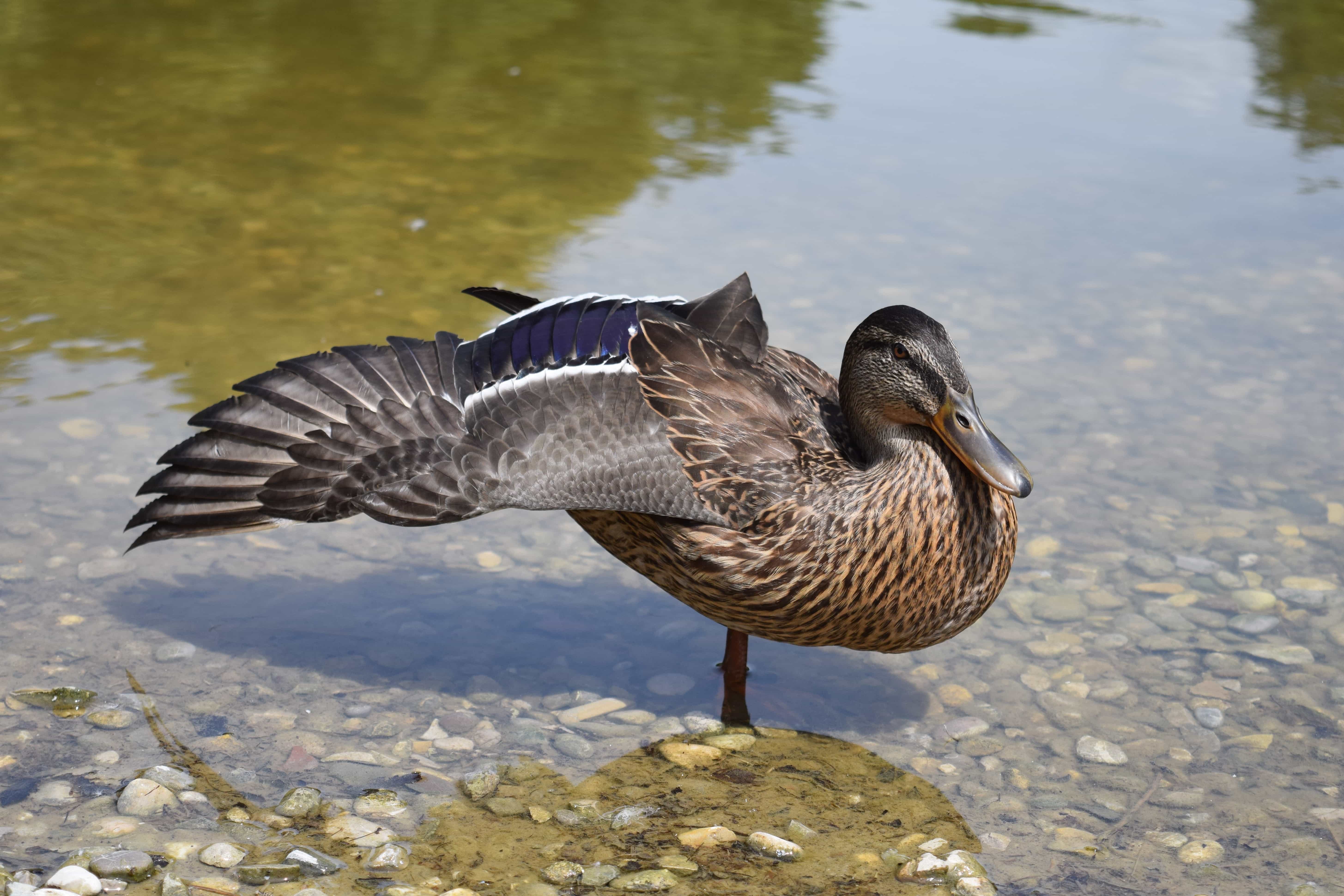 湖泊 鸟类 野生动物 自然 水禽 鸭子 动物 水
