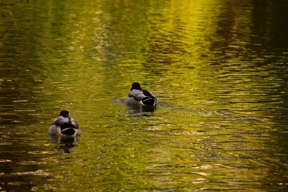 bird, reflection, lake, duck, water, waterfowl, river, pond