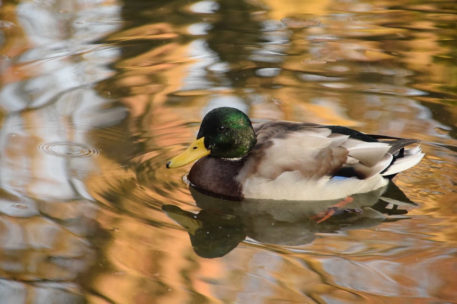 Утка в природе. Дикая утка the Wild Duck. Утки на воде на природе. Цвет дикой утки. Кряква зеркало.